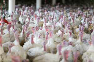 Turkeys drink nanowater and gain weight faster