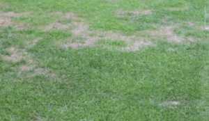 Nano-water and football turf - how to green the goal fields within 10-12 days