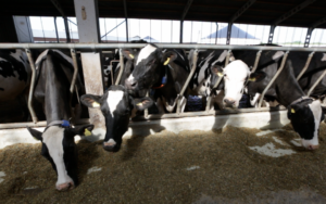 The cows are drinking nanowater