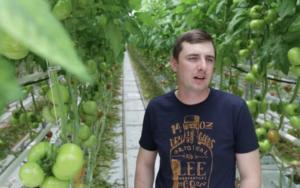 Nano-water in the cultivation of tomatoes