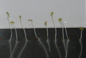 Toxicity testing of tap water exposed to low-temperature plasma